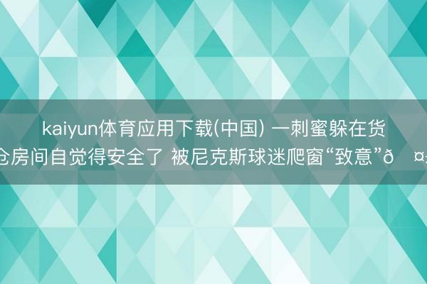kaiyun体育应用下载(中国) 一刺蜜躲在货仓房间自觉得安全了 被尼克斯球迷爬窗“致意”🤣